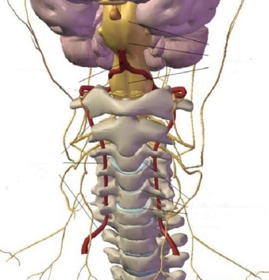 Cervical area structure